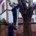 Der Nistkasten wird vom Baum geholt